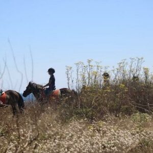 5 demi-journées de stage d'équitation galop 1 et 2